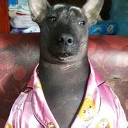 Pizda foarte paroasa .